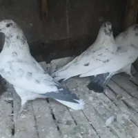 کفترپرشی