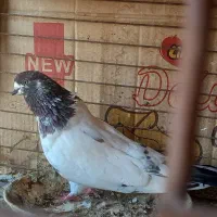 کبوتر  نکریز|پرنده|تخت, |دیوار