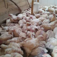 مرغ گوشتی|حیوانات مزرعه|ننور, |دیوار