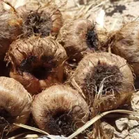 پیازچه زعفران