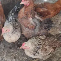 مرغ گلپایگانی تخم گذار