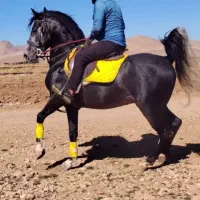 اسب|اسب و تجهیزات اسب‌سواری|بیضا, |دیوار