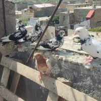 رنگی|پرنده|میانه, |دیوار