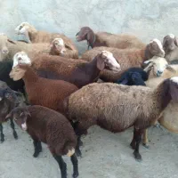 میش وبره جوان