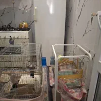 عروس هلندی