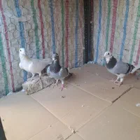 کبوترجوان|پرنده|محمدیه-قزوین, |دیوار