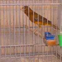 قناری نر مست پس قلاب