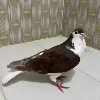 ساده سرخ جوانه