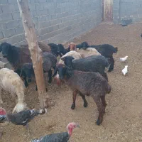 فروش ۱۰راس بره ماده یک راس نر