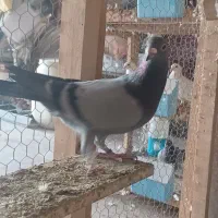 کبوتر پلاکی نر مست|پرنده|برازجان, |دیوار