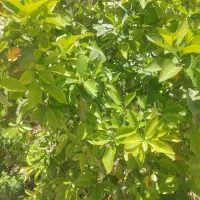 ی کارگر برا میوه فروشی