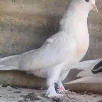 کفتر ۳تا جوجه|پرنده|ری, سرتخت|دیوار