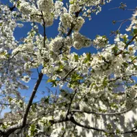 باغ ۷۹۰متر دماوند