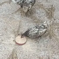 مرغ وخروس سبرایت