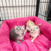 گربه.بریتیش اصیل|گربه|سقز, |دیوار