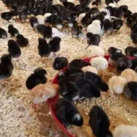 جوجه بلک استار