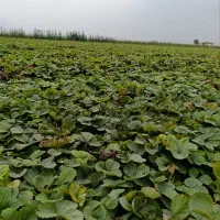 نهال توت فرنگی سابرینا وکامارس نامبروان|خدمات باغبانی و درختکاری|خان ببین, |دیوار