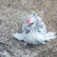 جوجه مرغ تزئینی بلژیکی