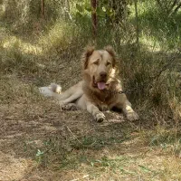 توله سرابی|سگ|بهار, |دیوار