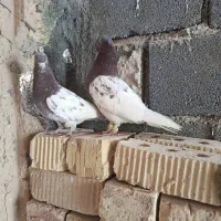 کبوتر|پرنده|مرودشت, ثبت احوال|دیوار