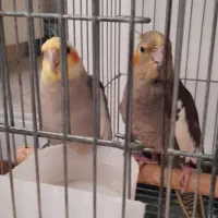 عروس هلندی