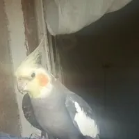 پرنده گم شده