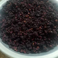 تَمِشک وحشی|خوردنی و آشامیدنی|ارژن, |دیوار