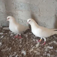 یه جفت پتی والا