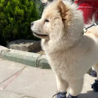 سگ چاو چاو
