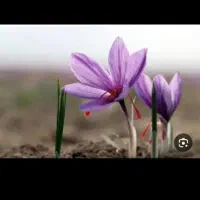 گلچین زعفران هستیم