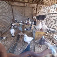 فروش کبوتر همه باهم