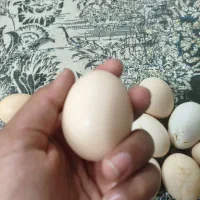 تخم مرغ محلی