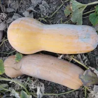 کولکه،کدو حلوایی