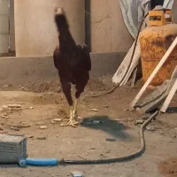 ۴ عدد مرغ لاری