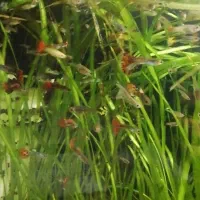 10 عدد ماهی گوپی|ماهی|سنندج, |دیوار