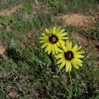 فروش زمین 125 متری