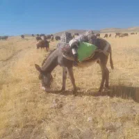 ..،