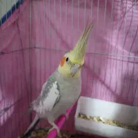 عروس هلندی|پرنده|اهواز, پردیس دو|دیوار