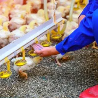 کارگر سالن دار مرغ مادر