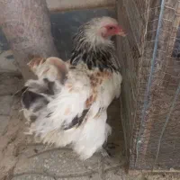 مرغ و خروس برهما