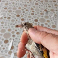 جوجه سهره سرسیاه و کرمونی|پرنده|شیراز, لب آب|دیوار