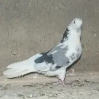 کفتر