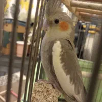 عروس هلندی سینامون نر|پرنده|پاکدشت, شهرک امام رضا|دیوار