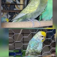 یک جفت مرغ عشق