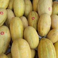 خربزه مشهدی شیرین بار