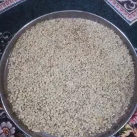 عدس محلی مختار دون درشت درجه 1