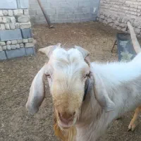 پازن سانن|حیوانات مزرعه|مرودشت, محمد آباد|دیوار