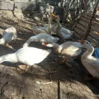 غازهای سالم و سرحال|حیوانات مزرعه|ارومیه, |دیوار