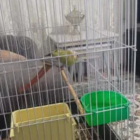 طوطی گرینچک|پرنده|اشنویه, |دیوار