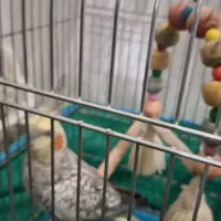 عروس هلندی مرواریدی|پرنده|قم, بنیاد|دیوار